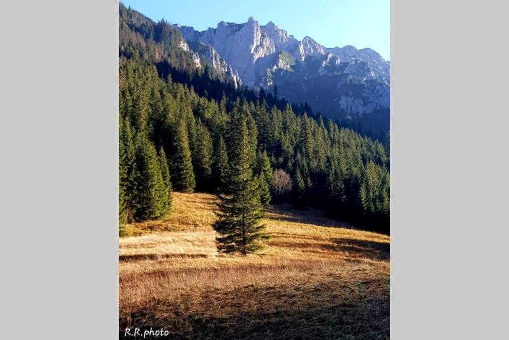 Domek Goralski Parzenica Kościelisko Exteriör bild